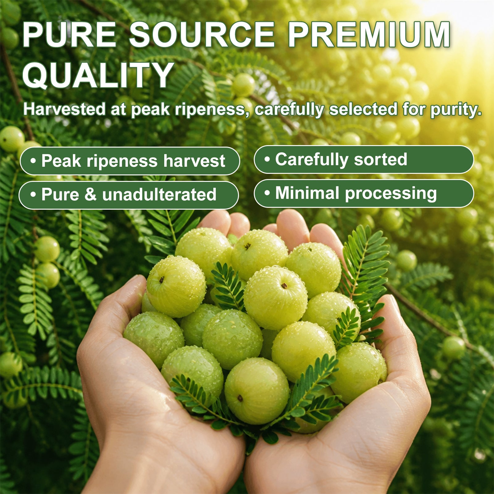 Kenofor Amla Extract Capsules 1000mg | Indian Gooseberry Antioxidant Supplement
